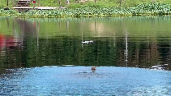 The image is taken from the Instagram video and shows the alligator looking at the drone.(Instagram/@rob.rosetto)