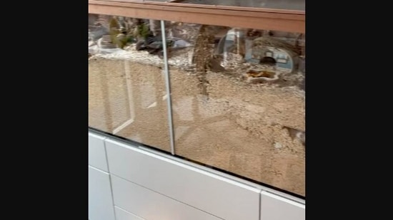 The image, taken from the viral Instagram video, shows the enclosure of the hamster named Wilbur. (Instagram/@plueschraupe)