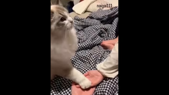 The video shows how a cat places its paw on its humans' hands. (TikTok/@naigai111) The video shows how a cat places its paw on its humans' hands. (TikTok/@naigai111)