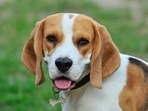 Veterinary experts say it is important to get regular check-ups done as dogs get older to nip the kidney disease in the bud.(Pixabay) Veterinary experts say it is important to get regular check-ups done as dogs get older to nip the kidney disease in the bud.(Pixabay)