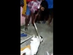 Three assaulters have been booked under various sections of the IPC for beating a dog mercilessly in east Bengaluru on Monday night.