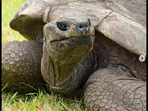 Jonathan is a 190-year-old tortoise. (Instagram/@guinnessworldrecords) Jonathan is a 190-year-old tortoise. (Instagram/@guinnessworldrecords)