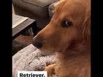 One of the two kinds of Golden Retriever dogs that can be seen in this video.&nbsp;
