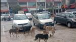 With the city seeing an uptick in dog attacks, residents are increasingly regarding dogs, both pets and strays, with fear. (Sant Arora/HT) With the city seeing an uptick in dog attacks, residents are increasingly regarding dogs, both pets and strays, with fear. (Sant Arora/HT)