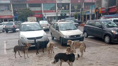 With the city seeing an uptick in dog attacks, residents are increasingly regarding dogs, both pets and strays, with fear. (Sant Arora/HT) With the city seeing an uptick in dog attacks, residents are increasingly regarding dogs, both pets and strays, with fear. (Sant Arora/HT)