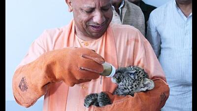 Chief minister Yogi Adityanath feeds milk to a leopard cub, at Gorakhpur zoo, in Gorakhpur on Wednesday. (ANI Photo) Chief minister Yogi Adityanath feeds milk to a leopard cub, at Gorakhpur zoo, in Gorakhpur on Wednesday. (ANI Photo)