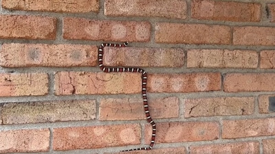 The image, taken from the Facebook video, shows a snake climbing a wall. The video reminded people of Nokia’s iconic game. (Facebook/@Coronado National Memorial)