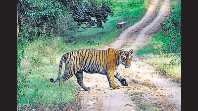 According to officials, the latest incident has taken the toll to six in the past few months in the Valmiki Tiger Reserve (VTR) range, three of them within a month. (Picture for representation)