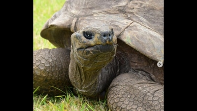 Jonathan is a 190-year-old tortoise. (Instagram/@guinnessworldrecords) Jonathan is a 190-year-old tortoise. (Instagram/@guinnessworldrecords)