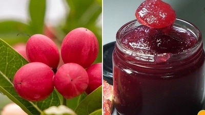 Karonda helps boost immunity against seasonal infections and reduce risk of heart disease. (Shutterstock, Pinterest) Karonda helps boost immunity against seasonal infections and reduce risk of heart disease. (Shutterstock, Pinterest)