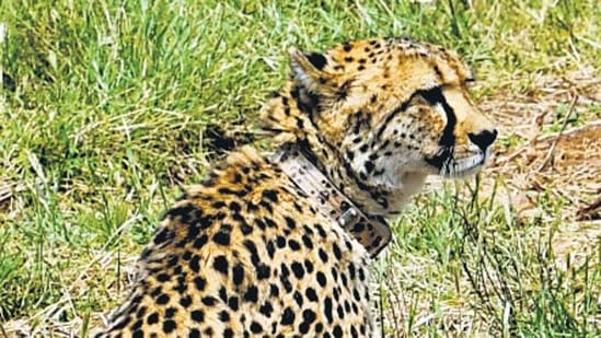 Sheopur, Sep 17 (ANI): A Cheetah, which had become extinct from India, was released by Prime Minister Narendra Modi at Kuno National Park on the occasion of his 72nd birthday, on Saturday. (ANI Photo) (ANI)