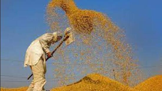 Mohali deputy commissioner Amit Talwar said 4,421 MT of paddy has been lifted and <span class='webrupee'>₹</span>38.76 crore has been paid to farmers. (HT File)