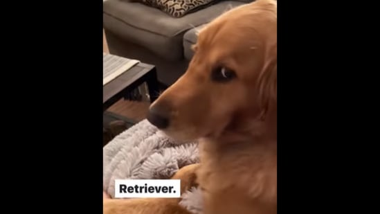 So Many Golden Retriever Puppies! (CUTE COMPILATION) - Puppy Love on Make a  GIF