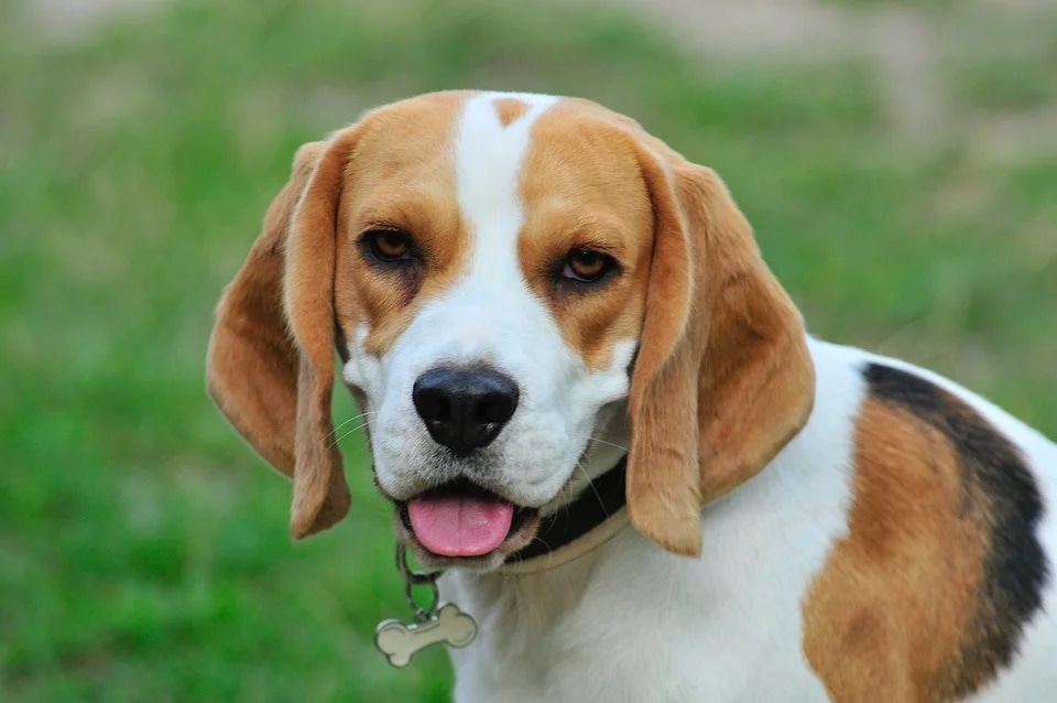 Veterinary experts say it is important to get regular check-ups done as dogs get older to nip the kidney disease in the bud. (Pixabay)