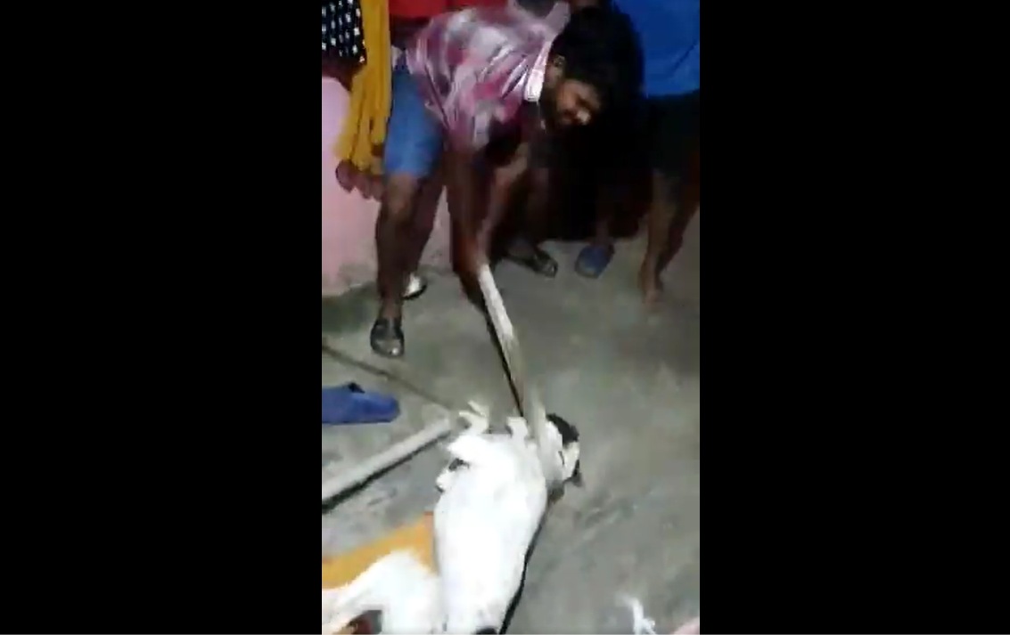 Three assaulters have been booked under various sections of the IPC for beating a dog mercilessly in east Bengaluru on Monday night. Three assaulters have been booked under various sections of the IPC for beating a dog mercilessly in east Bengaluru on Monday night.