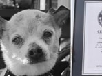 World's Oldest Dog: Pebbles held the Guinness World Record for being the world's oldest dog. World's Oldest Dog: Pebbles held the Guinness World Record for being the world's oldest dog.