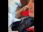 This bird and dog are friends.&nbsp;
