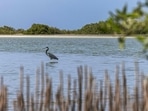 A western reef heron stands in the water at the site of a state-sponsored mangrove reforestation project in the Hamata area south of Marsa Alam along Egypt's southern Red Sea coast on September 16.(AFP)
