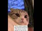 The cat was reacting to her parents.