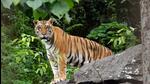 Bihar government issued an order to kill a tiger that killed four people in and around VTR in west Champaran district since Sept. (Rupjyoti Sarmah) Bihar government issued an order to kill a tiger that killed four people in and around VTR in west Champaran district since Sept. (Rupjyoti Sarmah)