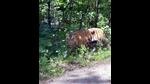 A tiger roams in VTR. (HT Archives) A tiger roams in VTR. (HT Archives)