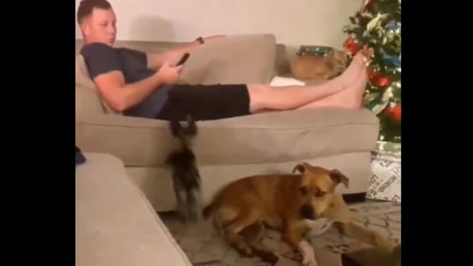 big-dog-helps-a-tiny-pooch-to-climb-up-a-sofa-watch-adorable-video