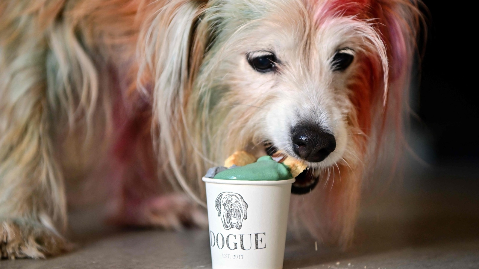 haute-dog-cuisine-us-restaurant-caters-to-canine-gourmets