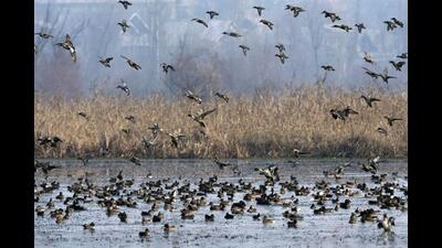 A file photo of migratory birds at the Hokersar wetland located on the outskirts of Srinagar. (PTI) A file photo of migratory birds at the Hokersar wetland located on the outskirts of Srinagar. (PTI)