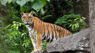 Bihar government issued an order to kill a tiger that killed four people in and around VTR in west Champaran district since Sept. (Rupjyoti Sarmah) Bihar government issued an order to kill a tiger that killed four people in and around VTR in west Champaran district since Sept. (Rupjyoti Sarmah)