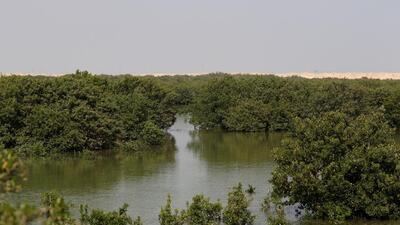 A general view of mangroves (REUTERS)