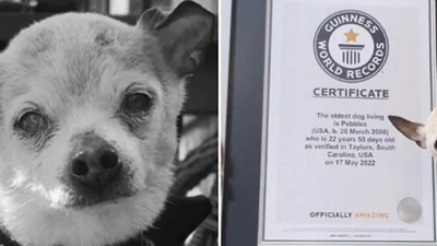 World's Oldest Dog: Pebbles held the Guinness World Record for being the world's oldest dog.