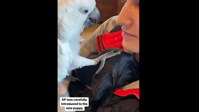 This bird and dog are friends. (Instagram/@the_parrot_lady) This bird and dog are friends. (Instagram/@the_parrot_lady)