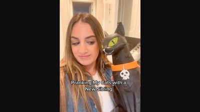 The image, taken from the Instagram video, shows the pet mom with a kitty toy using which she pranked her cats. (Instagram/@dontstopmeowing)