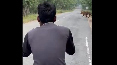 The image, taken from the Twitter video posted by IFS officer Susanta Nanda, shows a tiger crossing a road and a person trying to record it. (Twitter/@susantananda3)