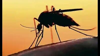 Lucknow reported 34 fresh dengue cases on Friday. (Pic for representation) Lucknow reported 34 fresh dengue cases on Friday. (Pic for representation)