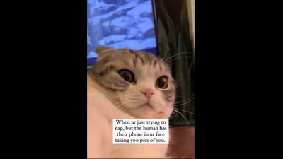 The cat was reacting to her parents. (Instagram/@cosmothefold) The cat was reacting to her parents. (Instagram/@cosmothefold)