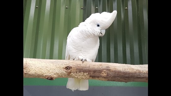 According to a Chandigarh-based breeder, the costliest birds among these are umbrella cockatoos and ducorps cockatoos (in picture), whose pairs can cost over <span class='webrupee'>₹</span>3 lakh to <span class='webrupee'>₹</span>4 lakh. (Zoochat) According to a Chandigarh-based breeder, the costliest birds among these are umbrella cockatoos and ducorps cockatoos (in picture), whose pairs can cost over <span class='webrupee'>₹</span>3 lakh to <span class='webrupee'>₹</span>4 lakh. (Zoochat)
