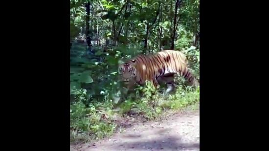 A tiger roams in VTR. (HT Archives)