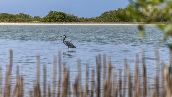 A western reef heron stands in the water at the site of a state-sponsored mangrove reforestation project in the Hamata area south of Marsa Alam along Egypt's southern Red Sea coast on September 16.(AFP)