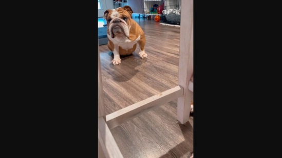 The image, taken from the Instagram video, shows a dog named Bentley who reacted to his pooch sibling’s unusual way of sleeping. (Instagram/@bentleyandfinnn)