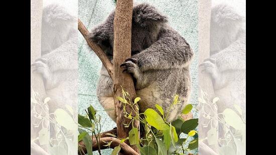 A red kangaroo and a sleeping koala, both seen at the Wild Life Sydney Zoo A red kangaroo and a sleeping koala, both seen at the Wild Life Sydney Zoo