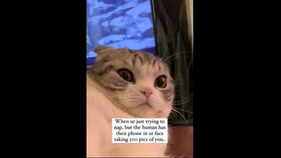 The cat was reacting to her parents.(Instagram/@cosmothefold)