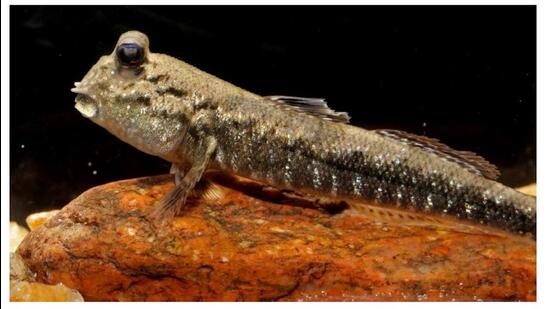 One of the species of Gobiid fish, which was discovered along the state coast (HT Photo)