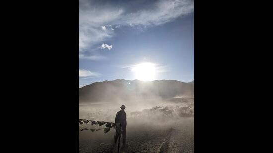 The goats coming home (Percy Bharucha) The goats coming home (Percy Bharucha)