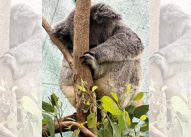 A red kangaroo and a sleeping koala, both seen at the Wild Life Sydney Zoo A red kangaroo and a sleeping koala, both seen at the Wild Life Sydney Zoo