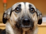Sad? Scared? Guilty? Our guess would be afraid. In fear, dogs open their eyes wide, making this the easiest emotion to spot in canines, the study found. (Shutterstock) Sad? Scared? Guilty? Our guess would be afraid. In fear, dogs open their eyes wide, making this the easiest emotion to spot in canines, the study found. (Shutterstock)