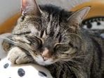 If your cat is sleeping more than usual, it's a sign of some trouble(Pixabay) If your cat is sleeping more than usual, it's a sign of some trouble(Pixabay)