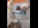 Dog and cat were playing tug. Dog and cat were playing tug.