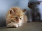 Cats are not born with an innate affinity towards humans and must be exposed to gentle, warm handling from two weeks old so they can learn we are friend rather than foe.(Pixabay) Cats are not born with an innate affinity towards humans and must be exposed to gentle, warm handling from two weeks old so they can learn we are friend rather than foe.(Pixabay)