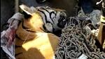 The tiger was killed on Saturday after 27 days of hunt. (HT photo) The tiger was killed on Saturday after 27 days of hunt. (HT photo)